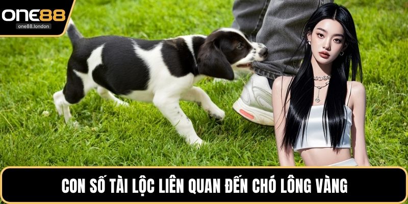 Con số tài lộc liên quan đến chó lông vàng